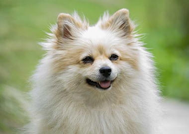 Smiling Pomeranian Dog