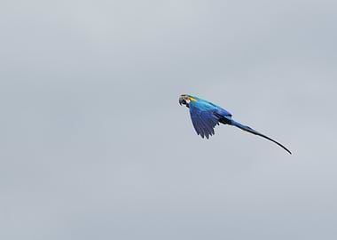 Blue and Gold Macaw in Flight