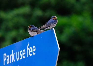 Swallows on a Blue Sign