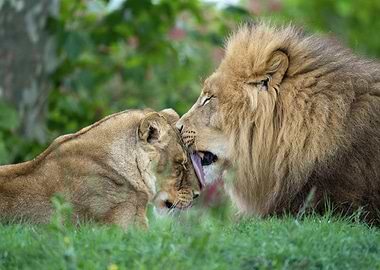 Lion and Lioness Affection