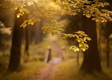 Golden Leaves in Sunlight