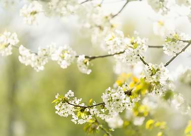 Cherry Blossom Branch, White Flowers