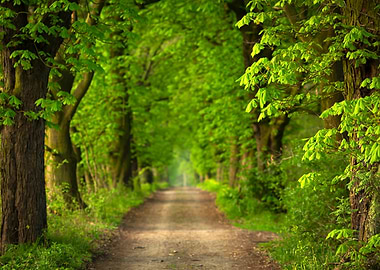 Green Tree Tunnel