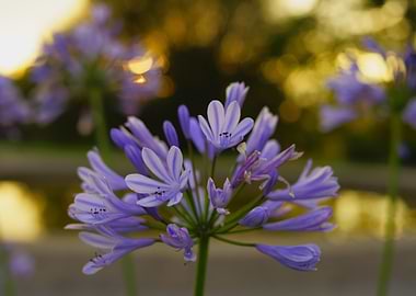 Purple Flowers in Sunset / Agapanthus africanus