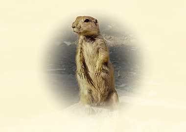 Prairie Dog Portrait