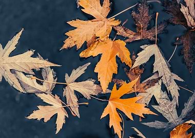 Autumn Leaves in Water