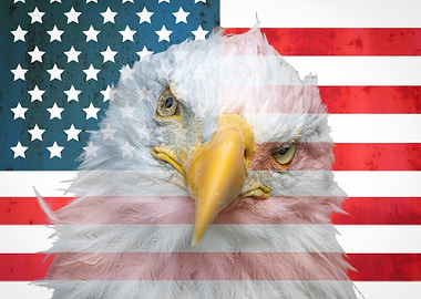 Bald Eagle American Flag