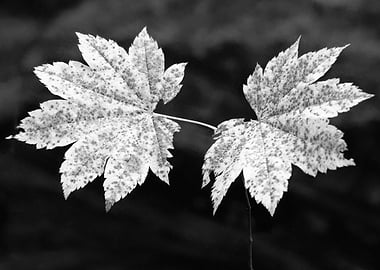 Two Maple Leaves