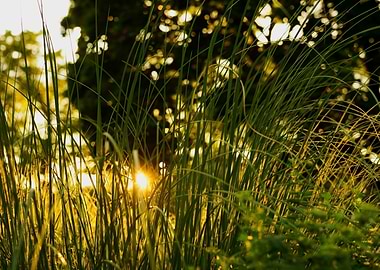 Sunset Through Grass