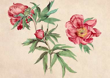 Pink Peony Flower Illustration