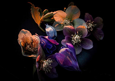 Purple and White Flowers on Black