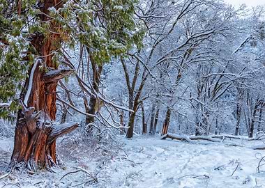 Snowy Forest Scene