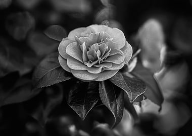 Black and White Camellia Flower