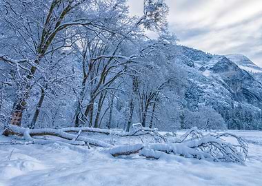 Snowy Forest Landscape