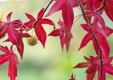 Red Maple Leaves and Seed Pod