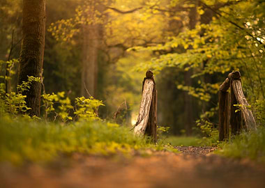 Forest Path with Wooden Gate