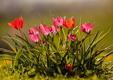 Pink Tulips in Sunlight