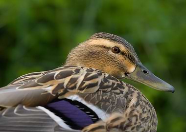 Female Mallard Duck Close-Up