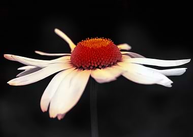 White Daisy with Red Center