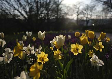Yellow and White Flowers in a Garden