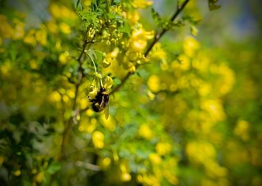 Bumblebee on Yellow Flowers