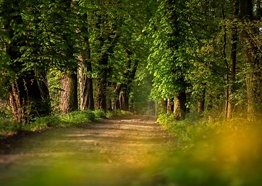 Forest Path