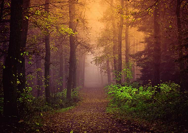 Misty Forest Path