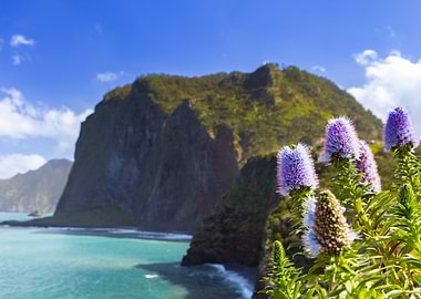 Purple Flowers by the Ocean, Madeira