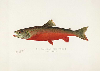 Canadian Red Trout Illustration