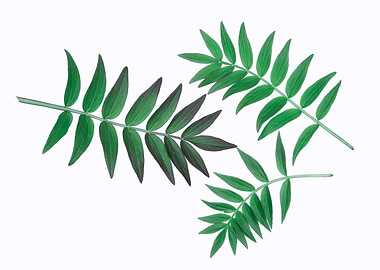 Green Leaves on White Background