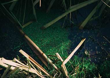 Natural Pond with Duckweed