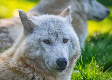 Wolf Portrait in Natural Light