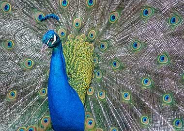 Peacock Displaying Feathers
