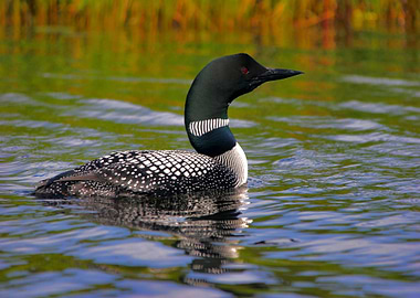 The Spirit of the Northern Lakes