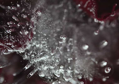 Frozen Flower with Bubbles