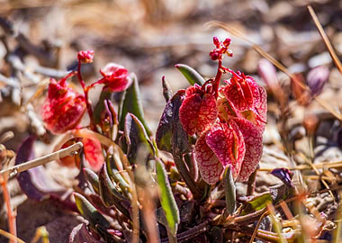 Ruby dock (Rumex vesicarius) under the sun in an oued near Nkob, Anti-Atlas, Morocco