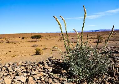 Flowering Hairy mignnonette (Reseda villosa) in the desert landscape of the Anti-Atlas near Nkob, Morocco