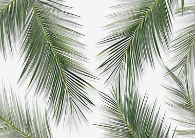 Palm Leaves on White Background