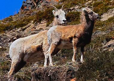 Two Bighorn Sheep on Mountain Slope