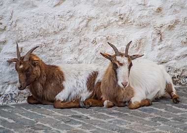 Two Goats Resting by White Wall
