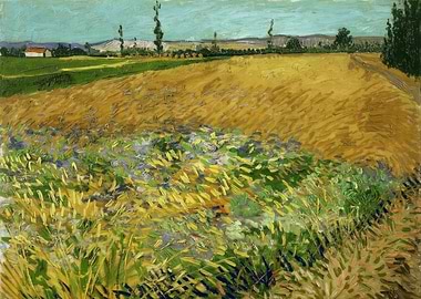 Wheatfield with Green Wheat, Van Gogh