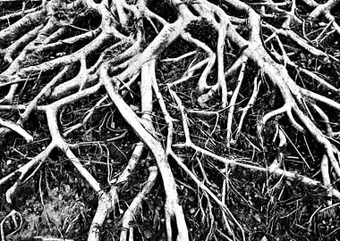 Exposed Tree Roots Black and White