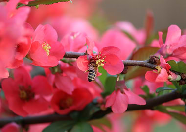 Bee on Pink Flowers