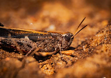 Close-up of a Grasshopper