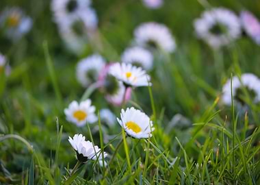 Daisies in the grass