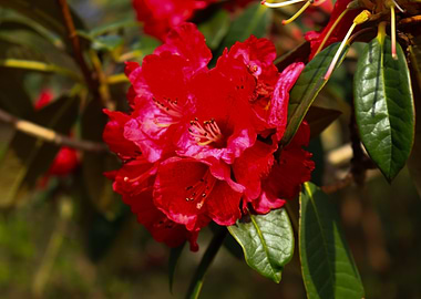 Red Rhododendron Blossom