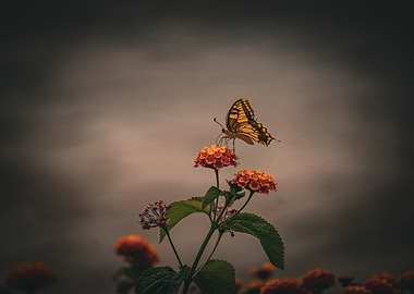 Butterfly on Orange Flowers