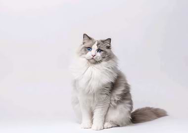 Ragdoll Cat Portrait