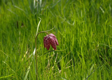 Snake's Head Fritillary in Green Grass