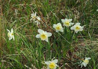 Daffodils in a grassy field